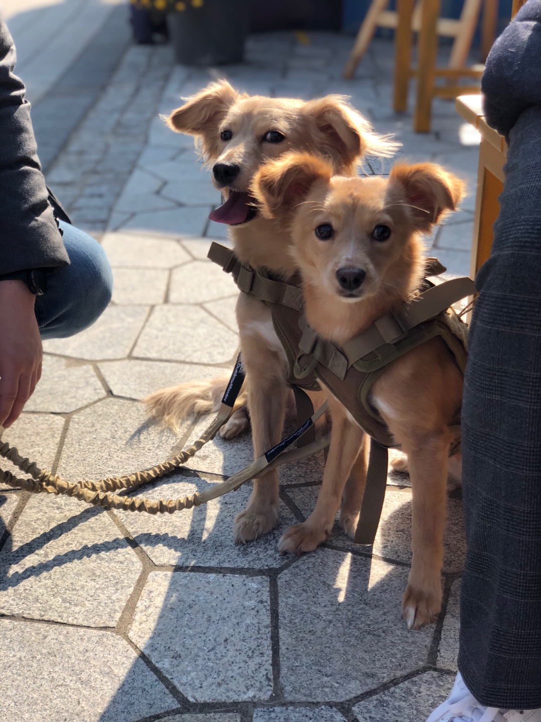 호두시루(라온이 시온이) 3개월 후기