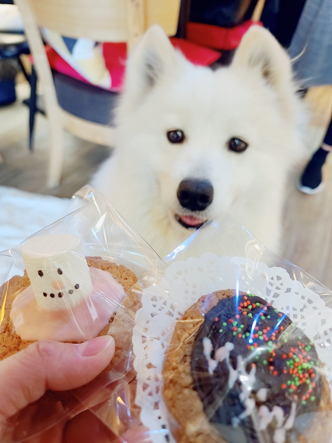 클로이의 한달♡