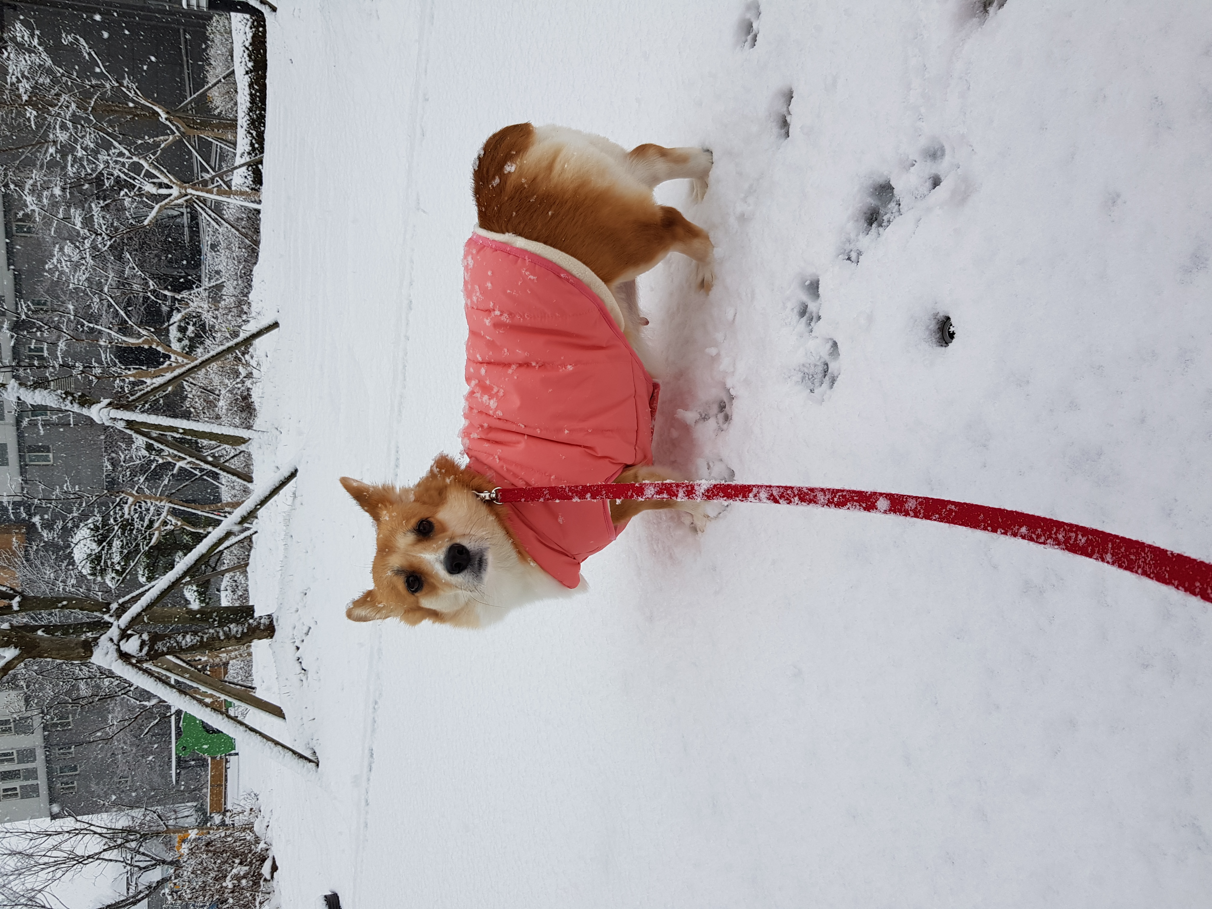엘리스 3개월 후기 (흰자껌딱지)
