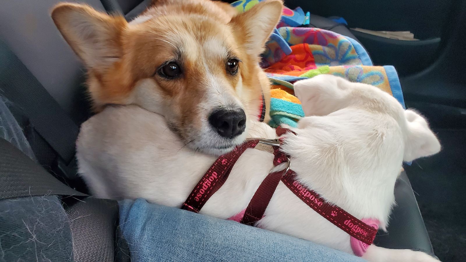 엘리스 3개월 후기 (흰자껌딱지)