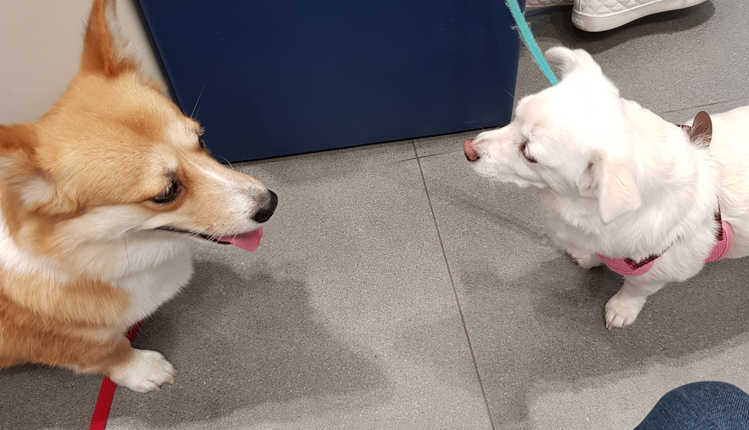 엘리스 3개월 후기 (흰자껌딱지)