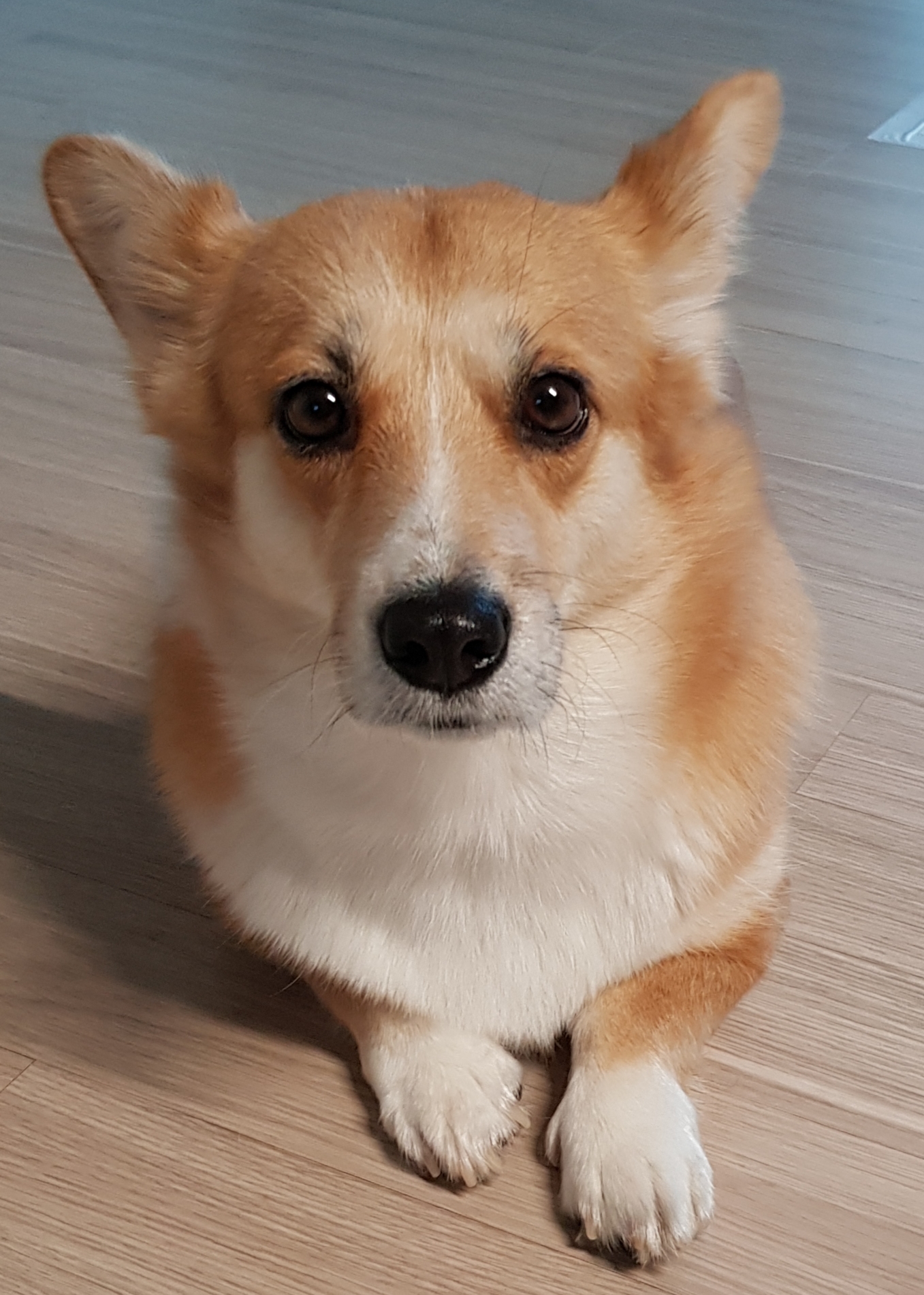 엘리스 3개월 후기 (흰자껌딱지)