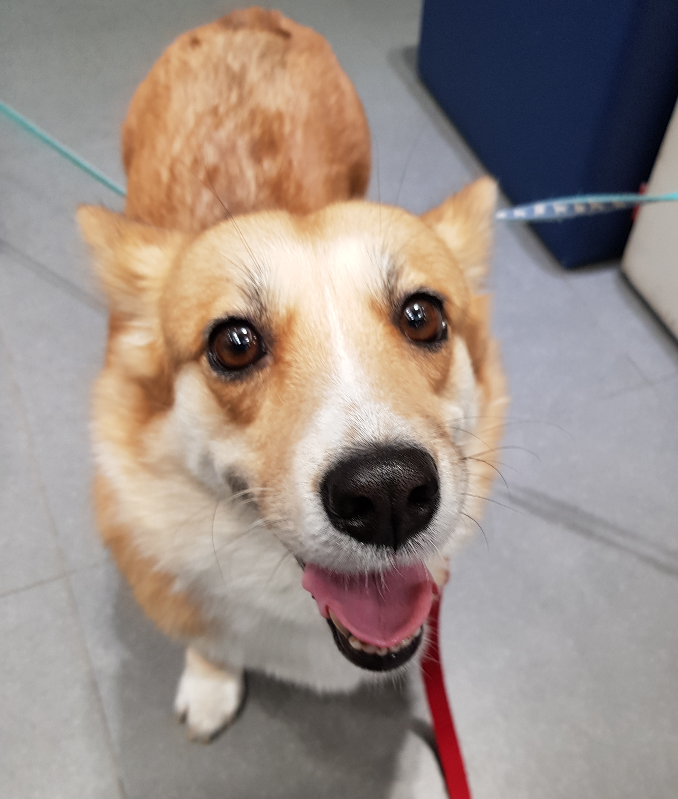 엘리스 3개월 후기 (흰자껌딱지)