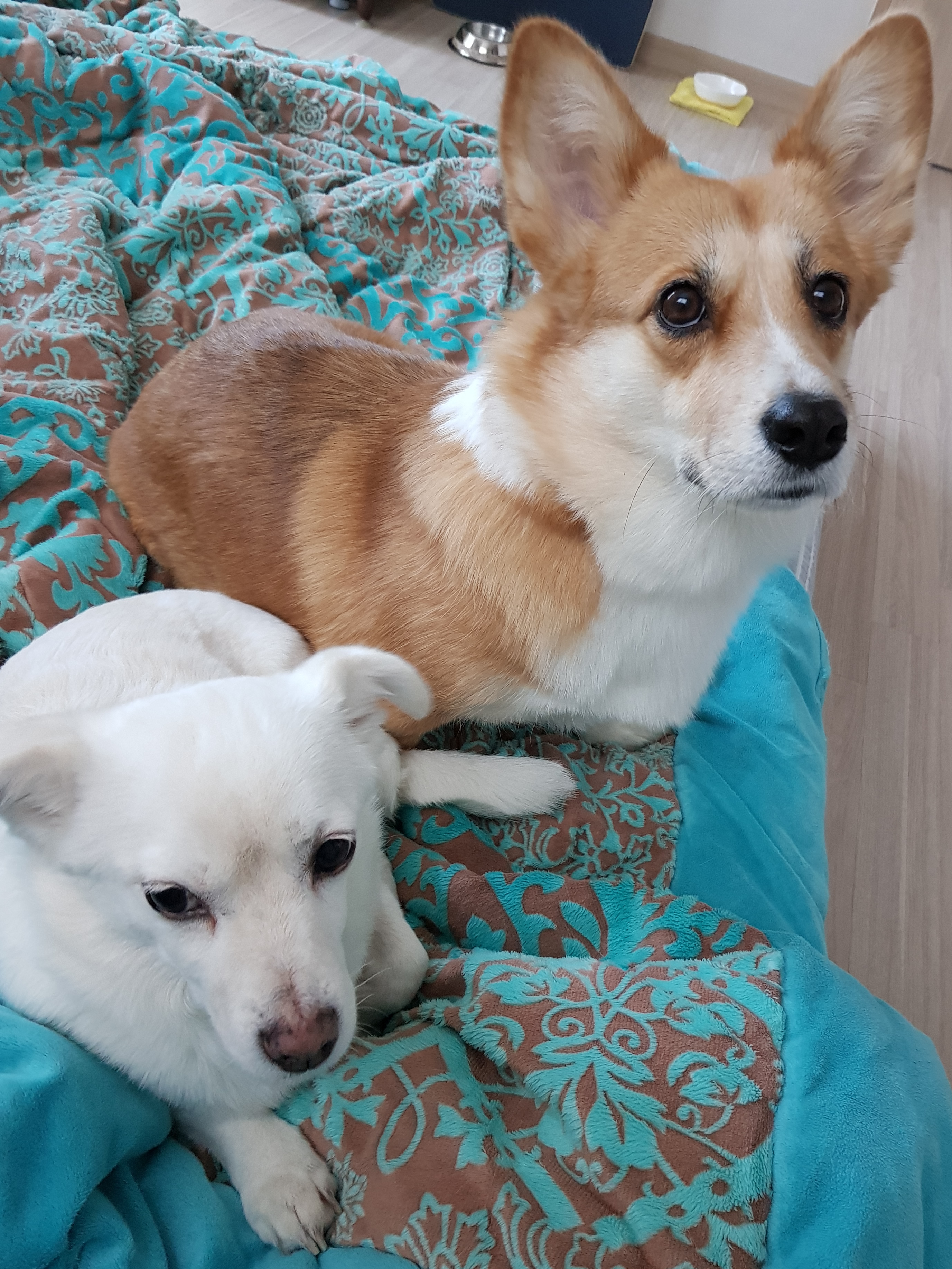 엘리스 3개월 후기 (흰자껌딱지)