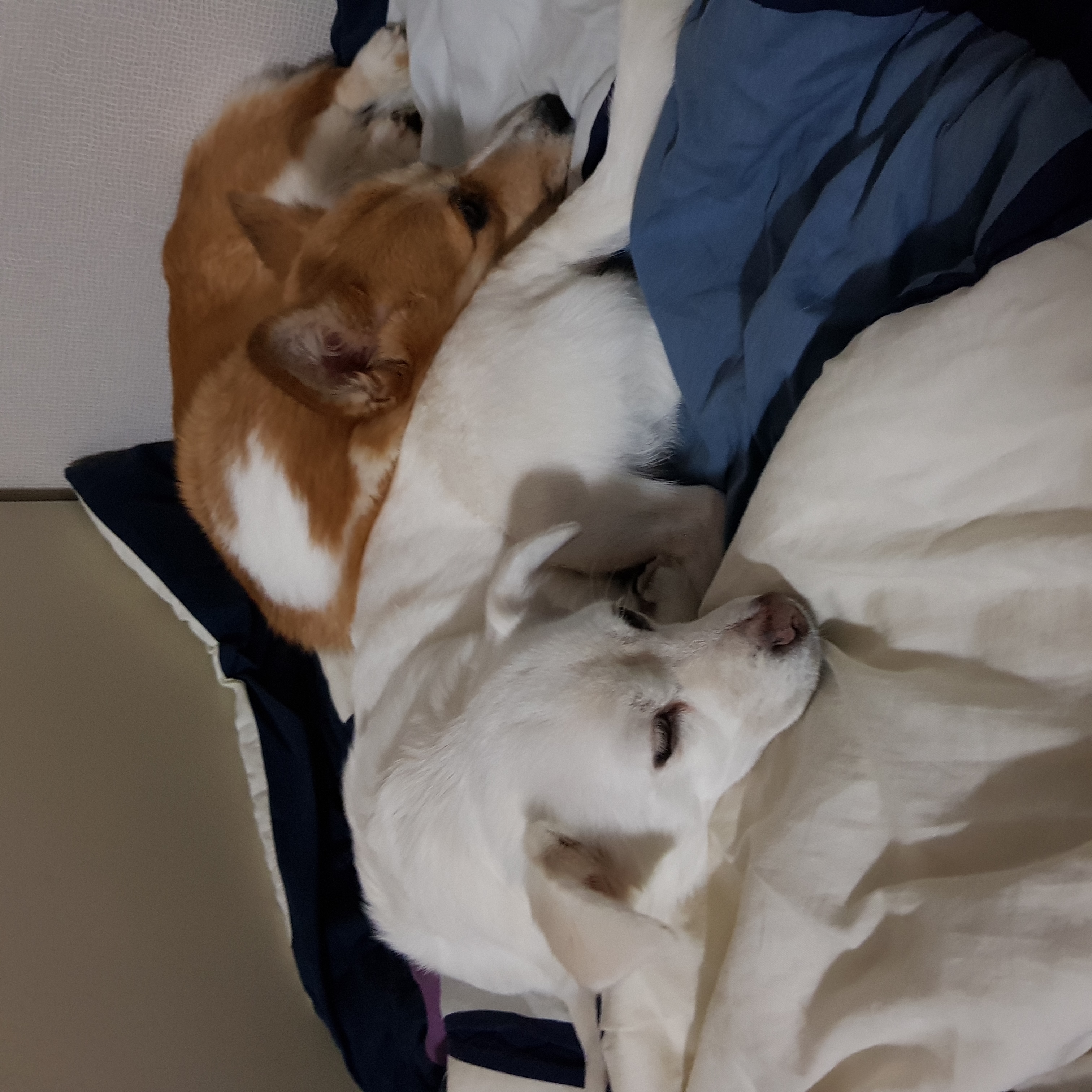 엘리스 3개월 후기 (흰자껌딱지)