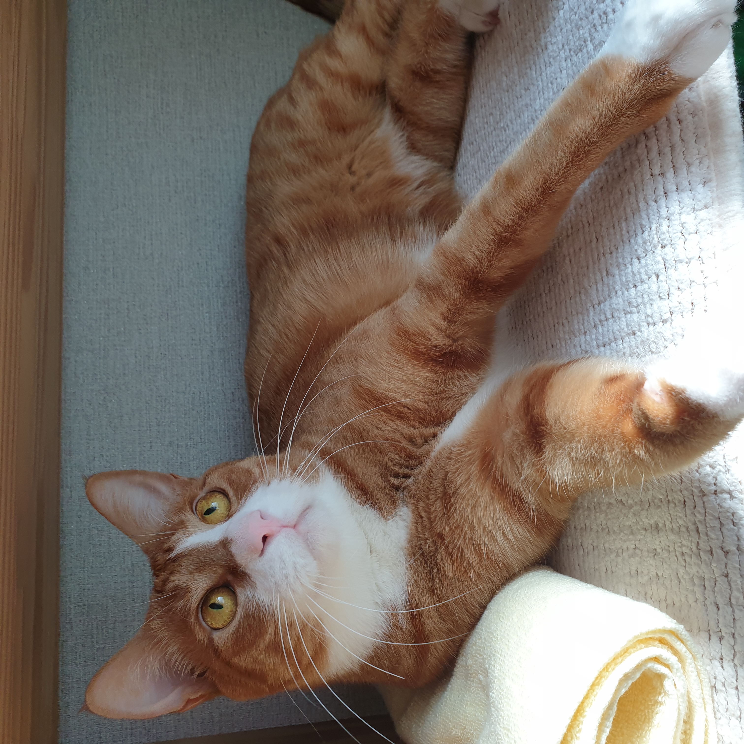 이린이 입양 2년차