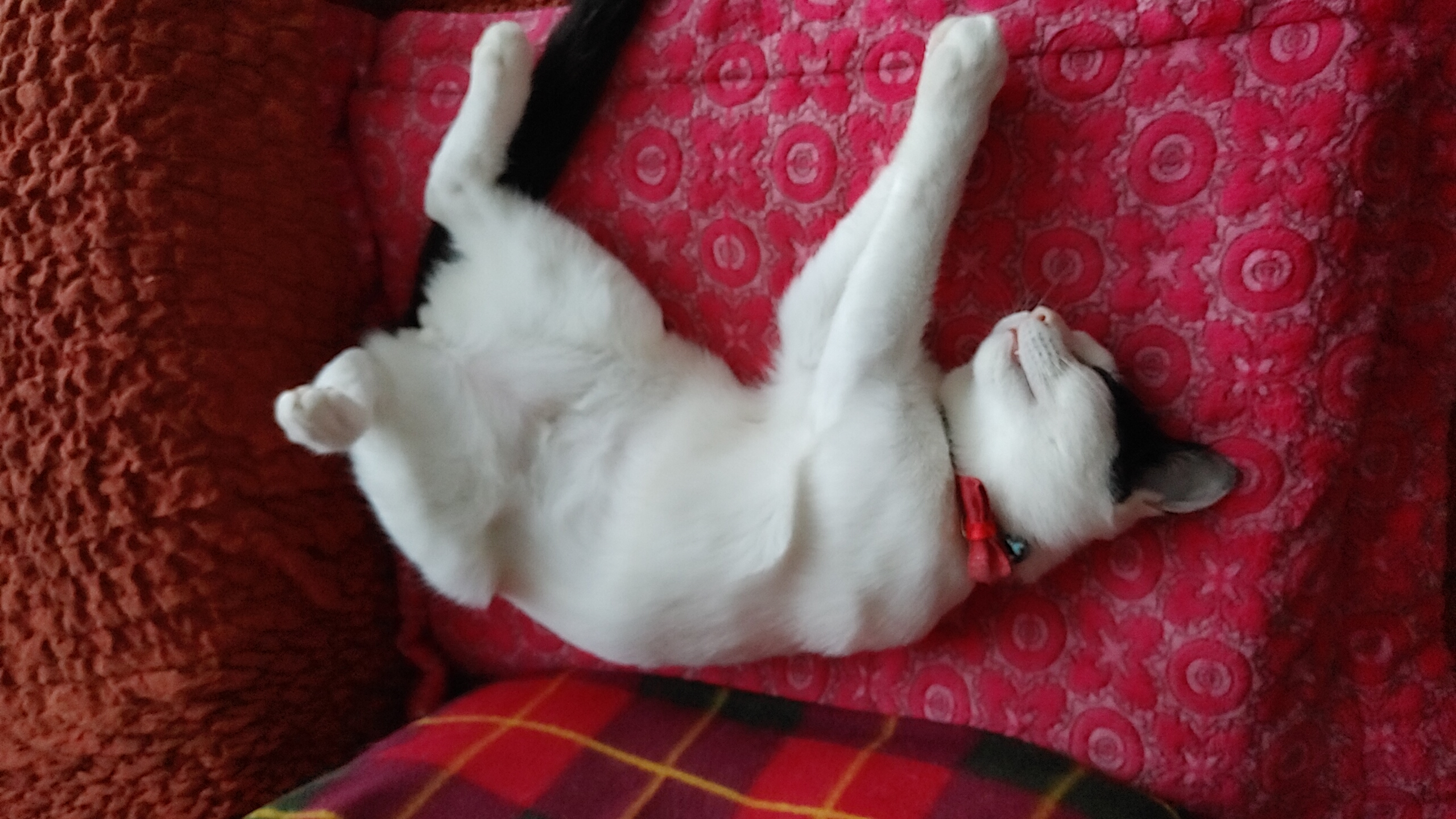 아직3개월밖에 안된 입양후기