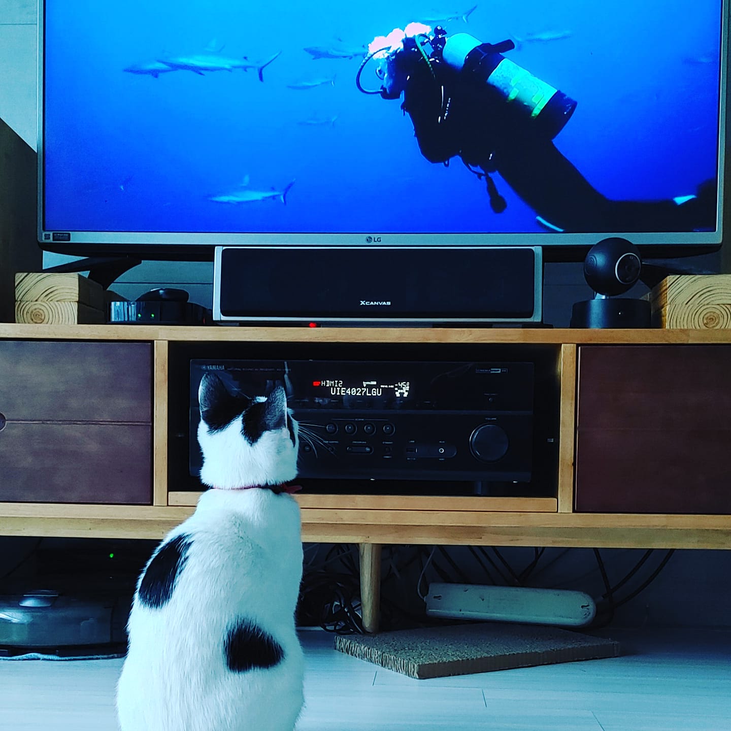 아직3개월밖에 안된 입양후기