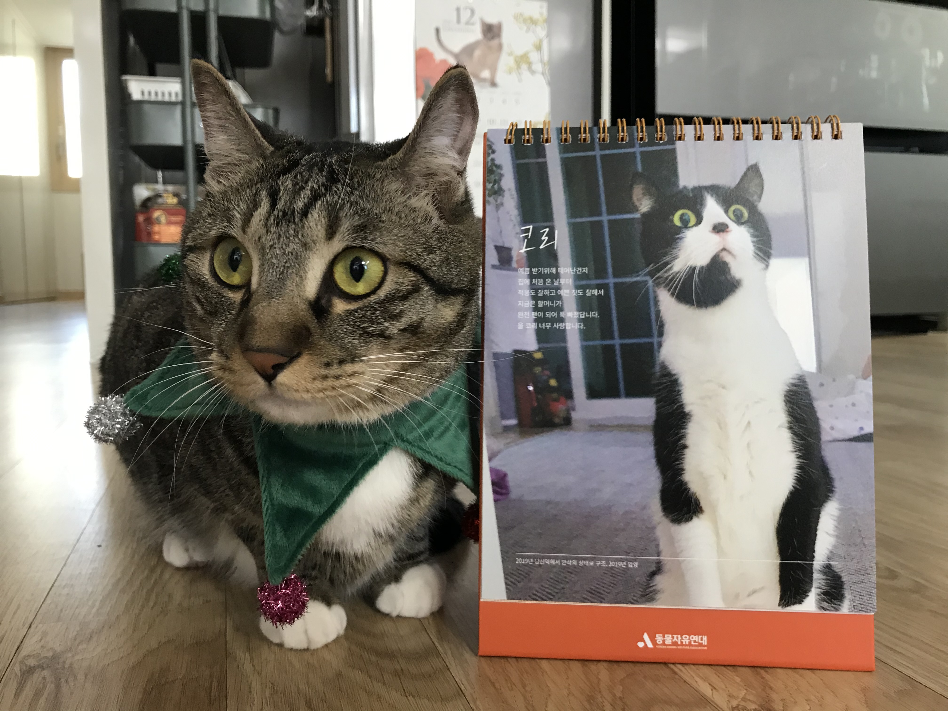 코리 엄마 사랑해요❤️ -깨비 올림