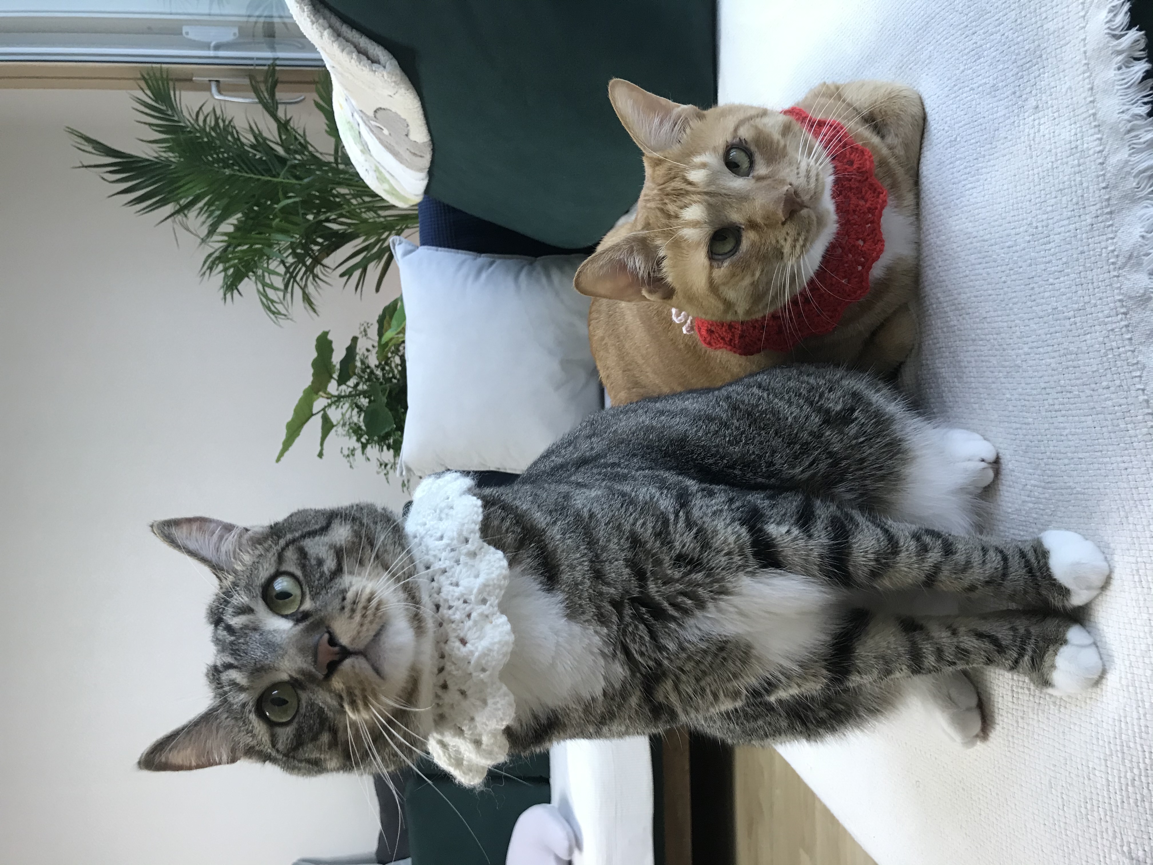 코리 엄마 사랑해요❤️ -깨비 올림