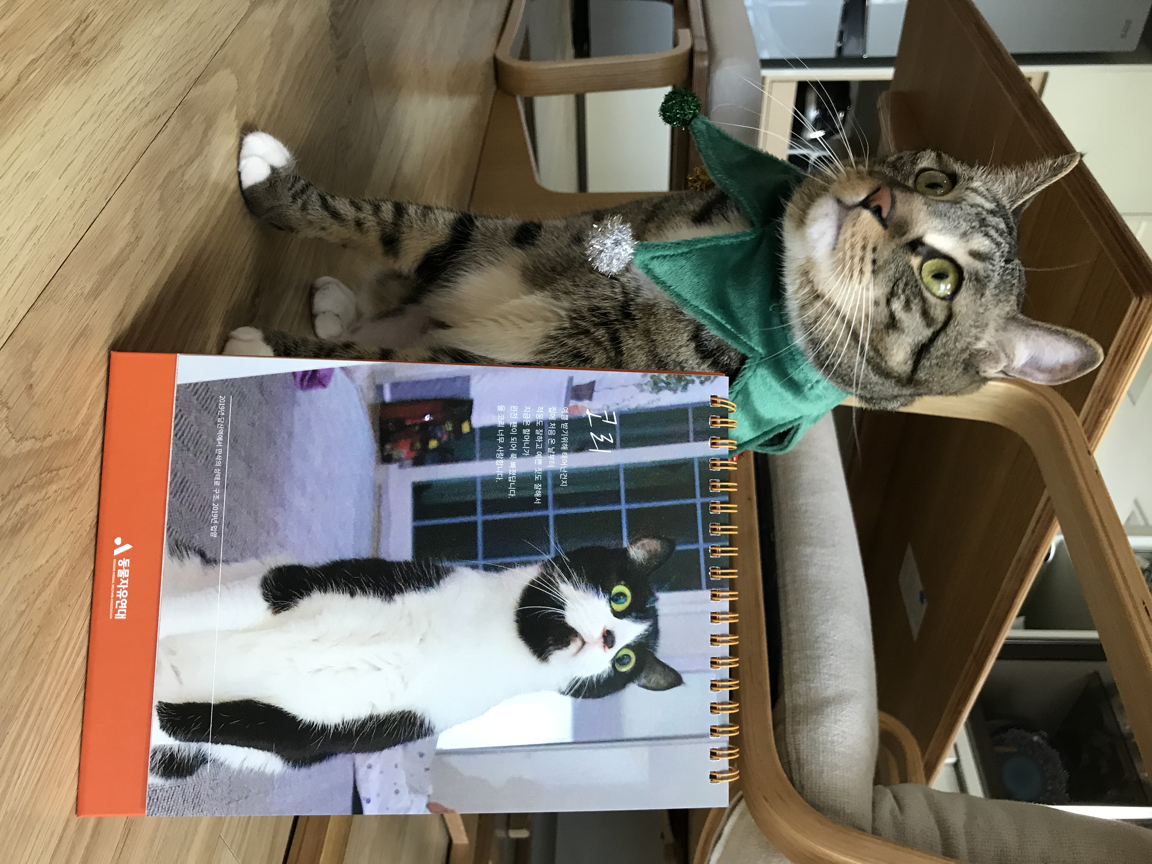 코리 엄마 사랑해요❤️ -깨비 올림