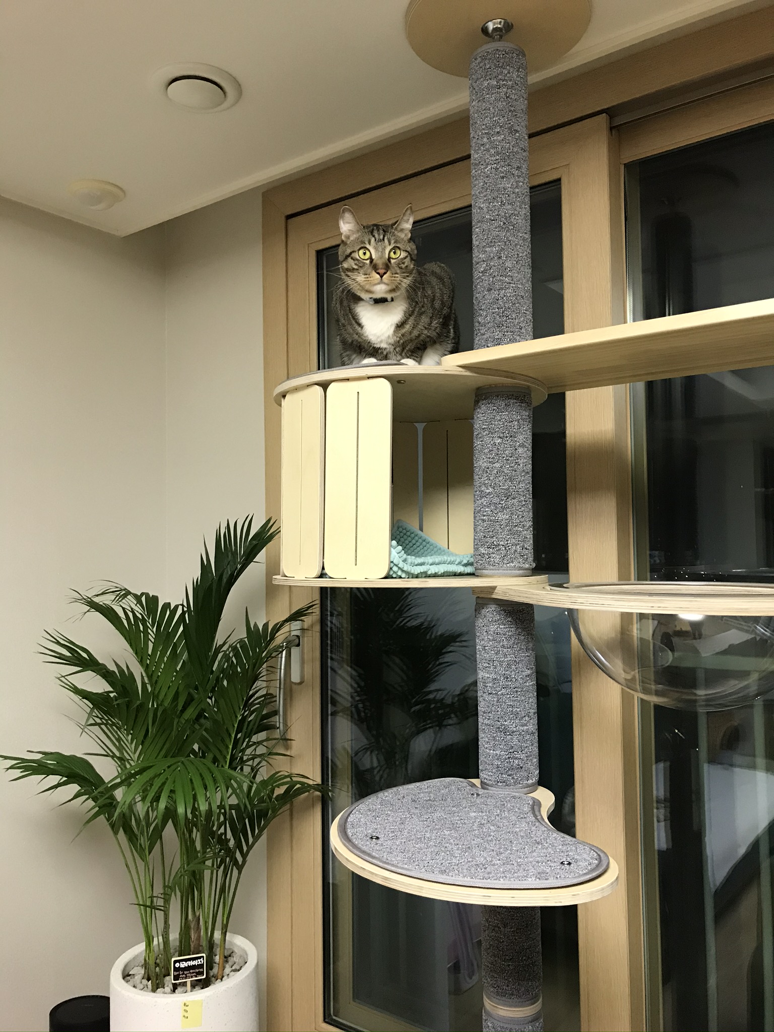 코리 엄마 사랑해요❤️ -깨비 올림