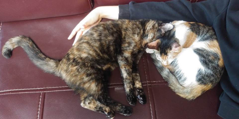 뽀얌이의 3개월