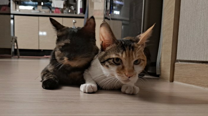 뽀얌이의 3개월