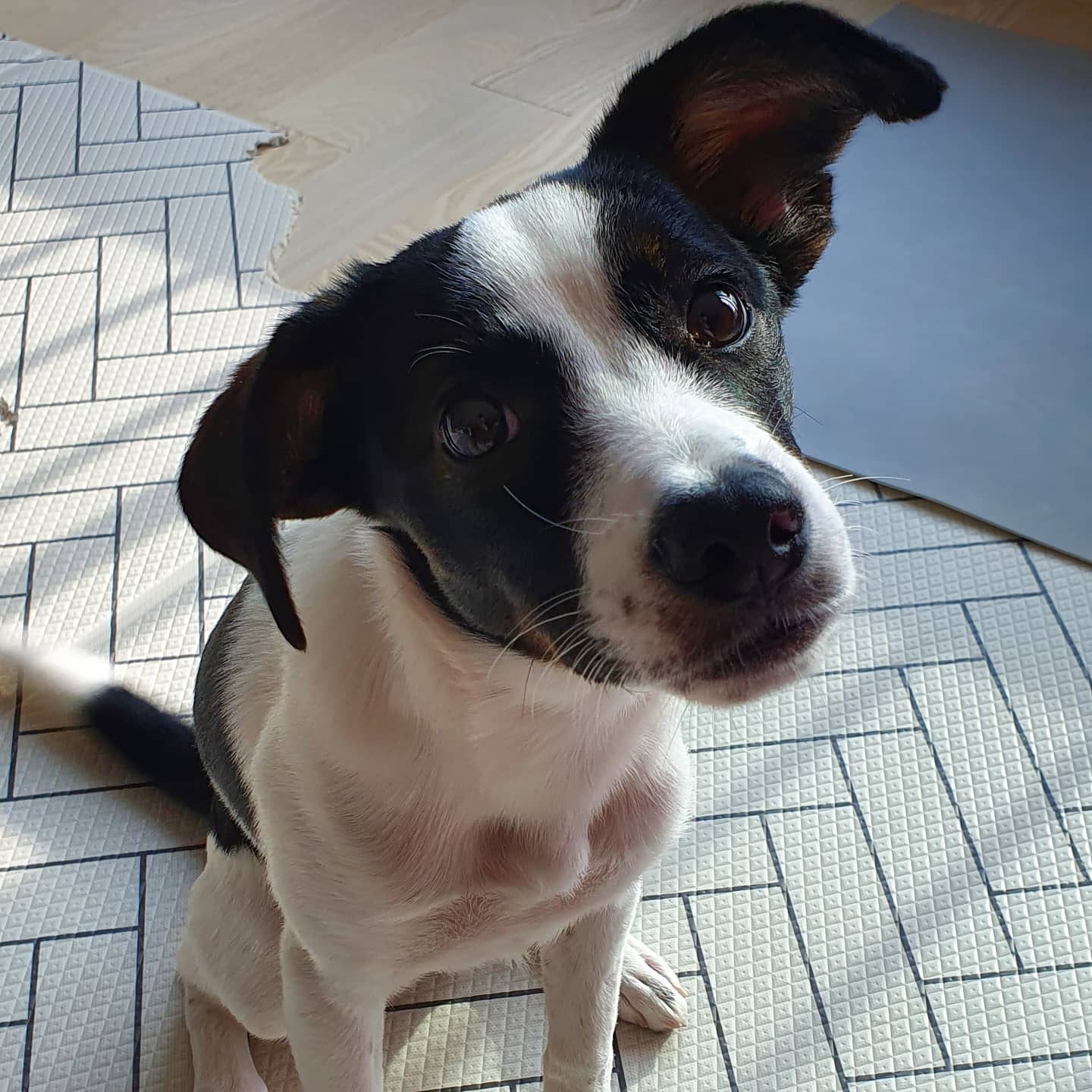 구 멍순 현 벼루 입양 3개월 후기