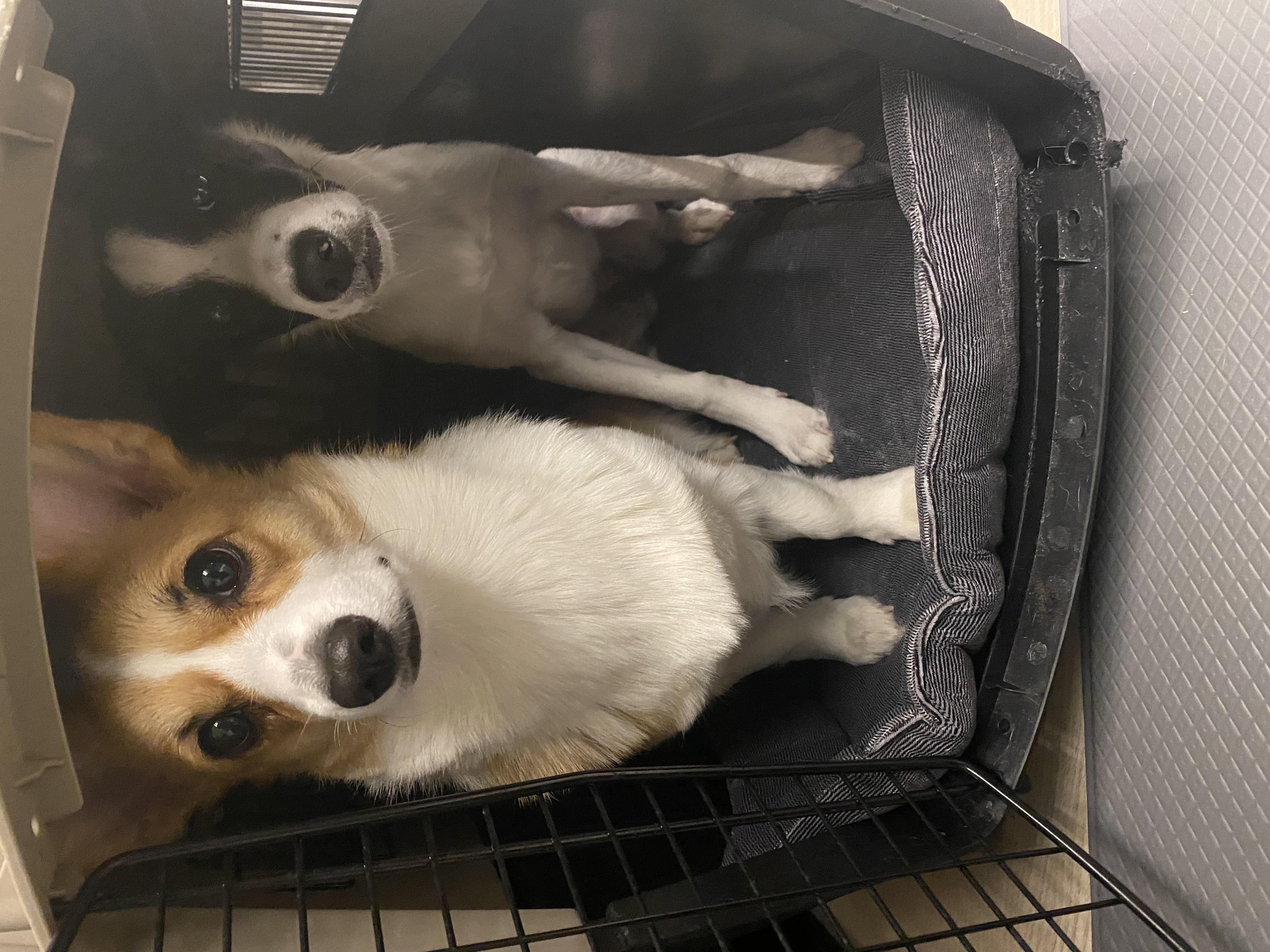 구 멍순 현 벼루 입양 3개월 후기