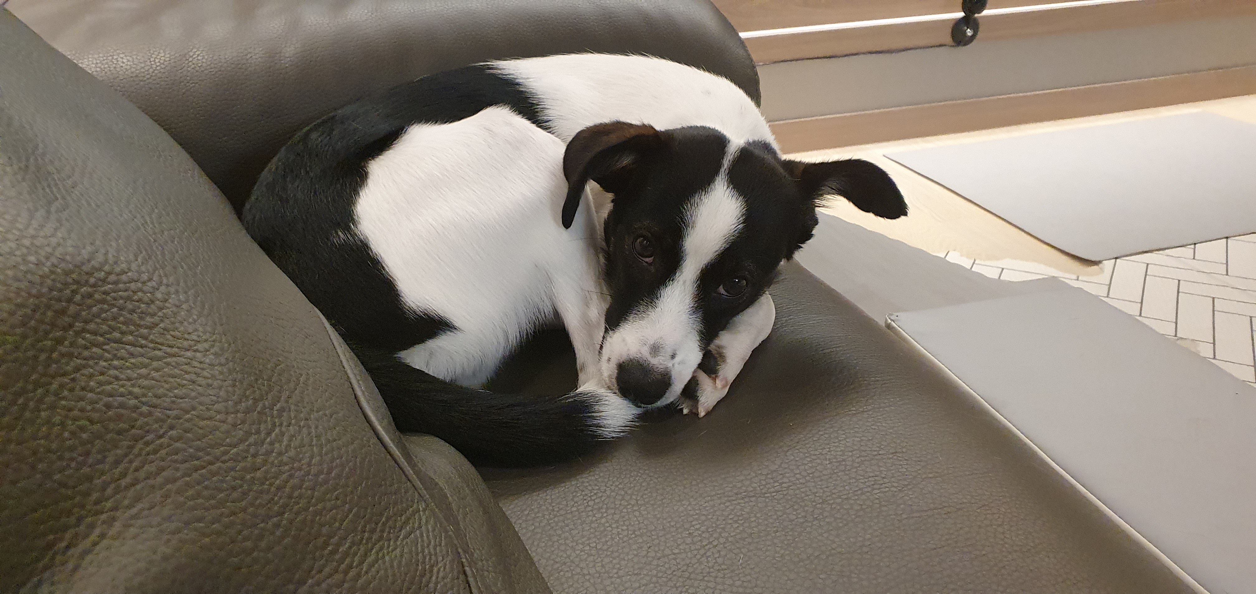 구 멍순 현 벼루 입양 3개월 후기