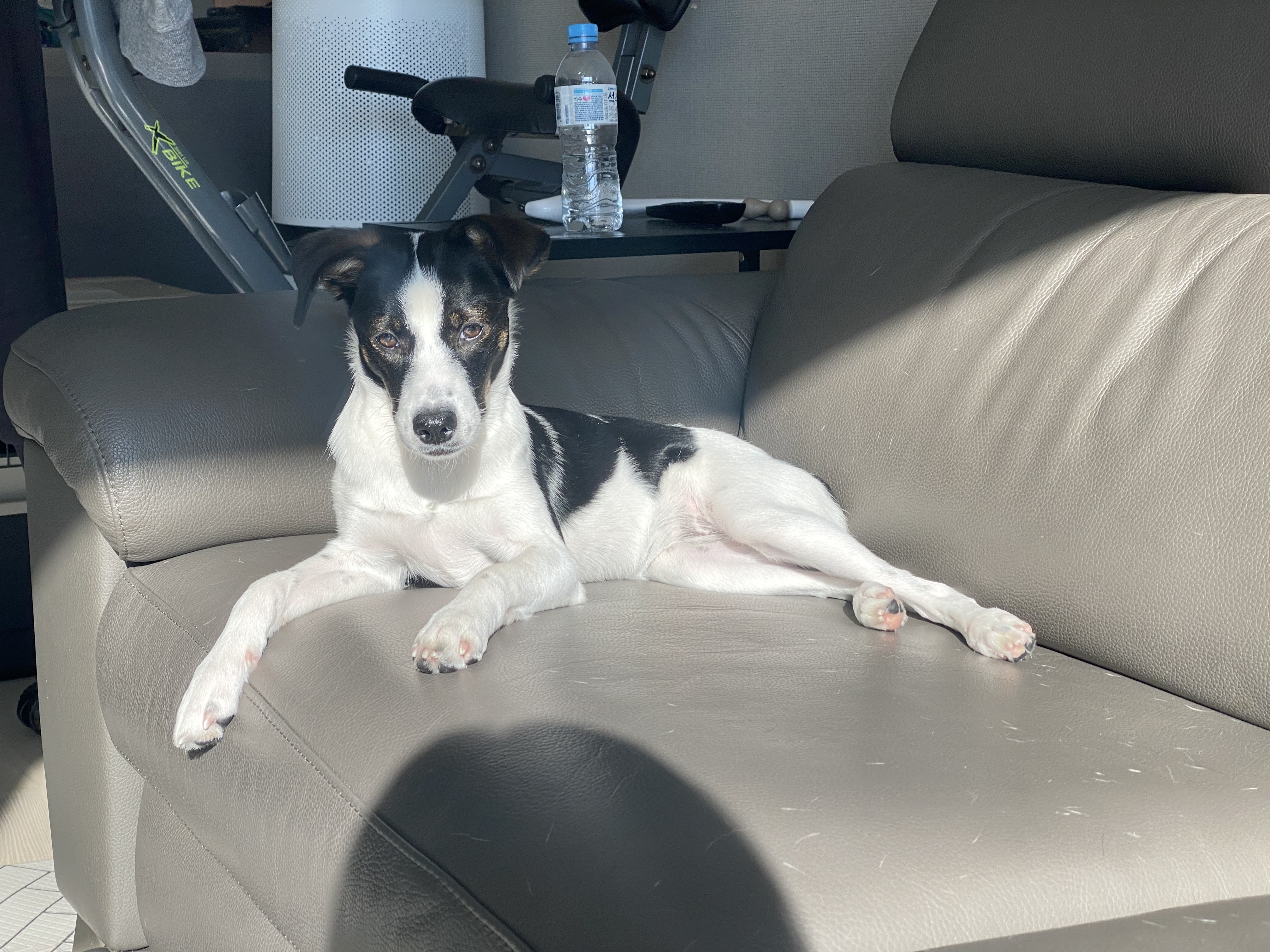 구 멍순 현 벼루 입양 3개월 후기