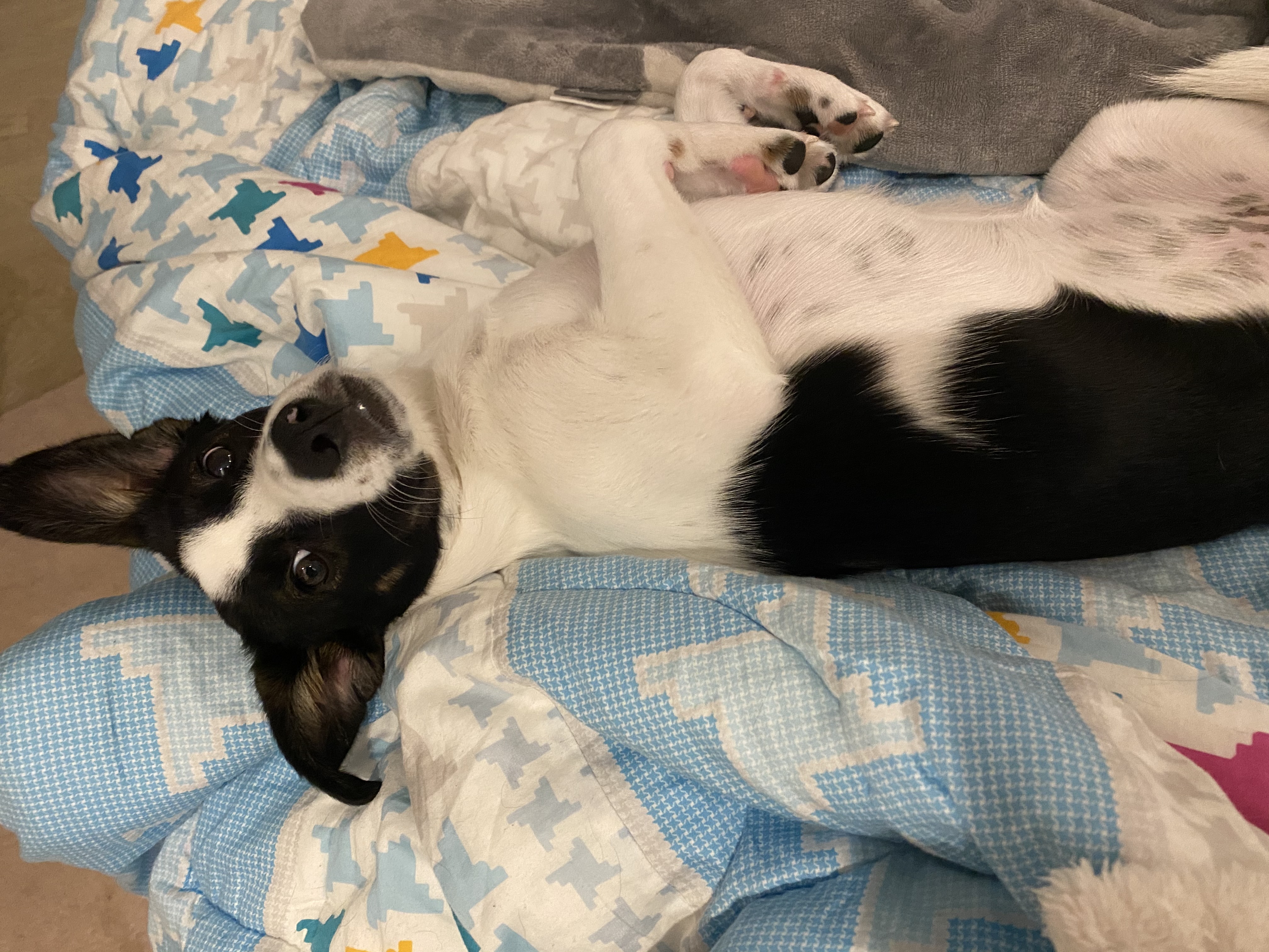 구 멍순 현 벼루 입양 3개월 후기