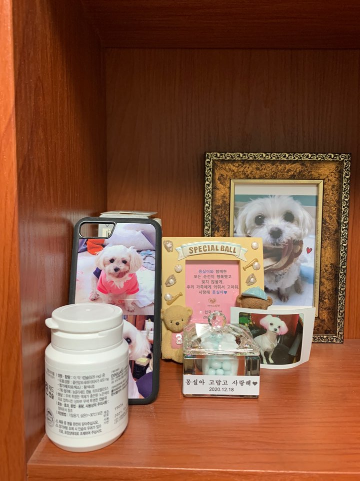 몽실(치멍16)이가 무지개다리를 건너 하늘나라로 올라갔습니다.