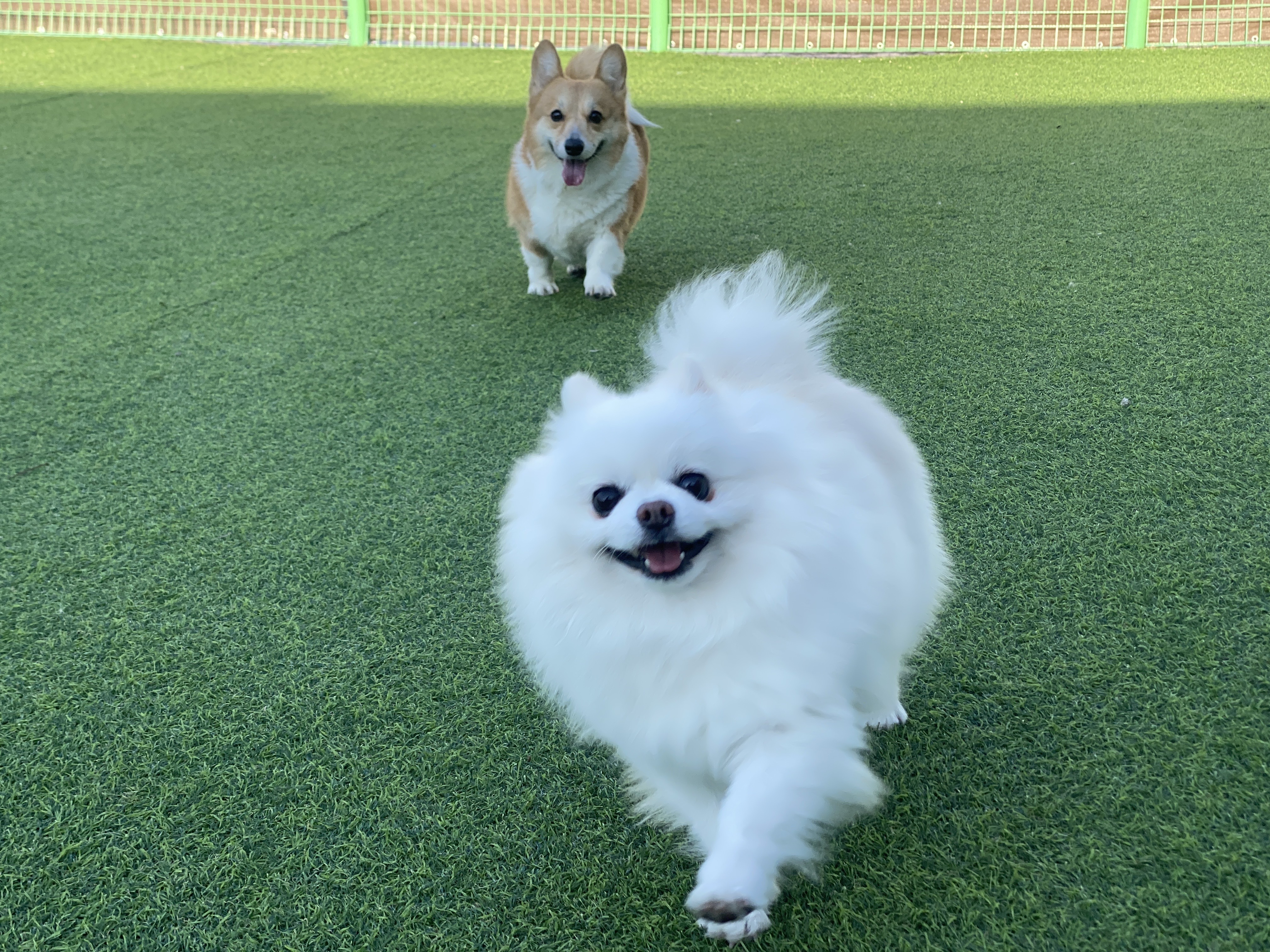 햇밤 - 세상 행복한 강아지