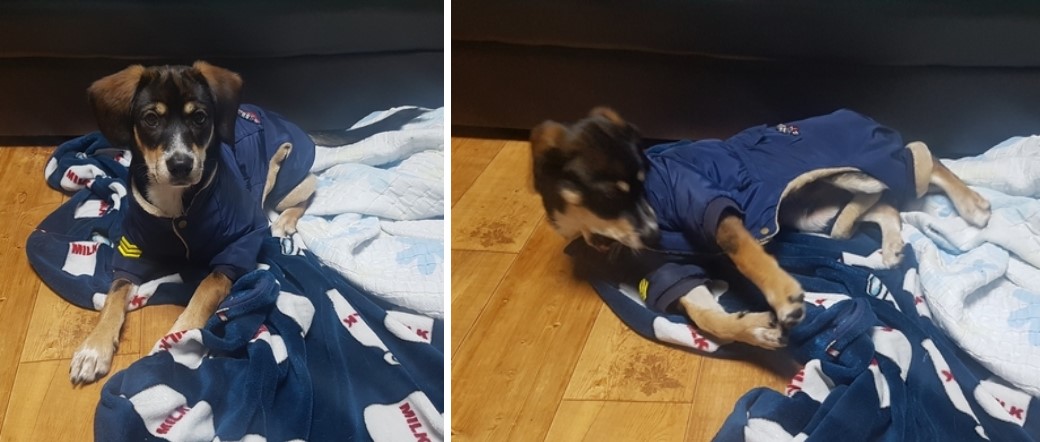 까미(멍돌이)랑 벌써 세 달