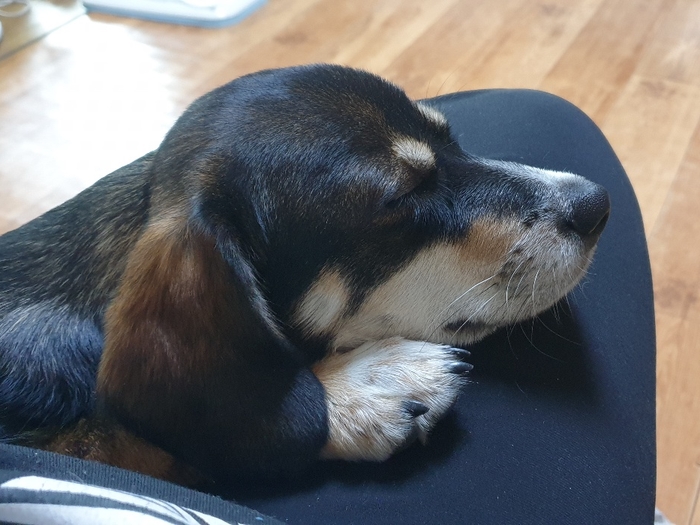 까미(멍돌이)랑 벌써 세 달