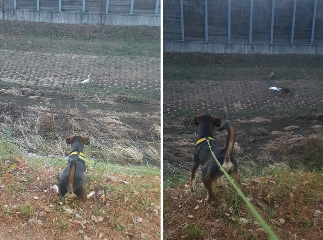 까미(멍돌이)랑 벌써 세 달