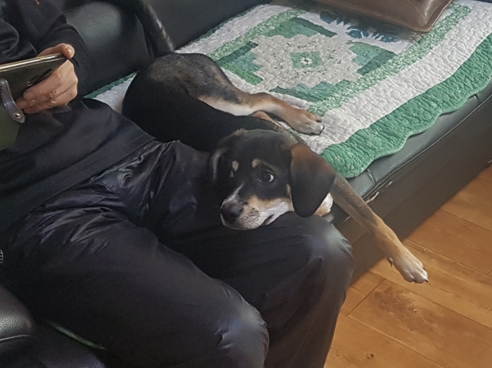 까미(멍돌이)랑 벌써 세 달