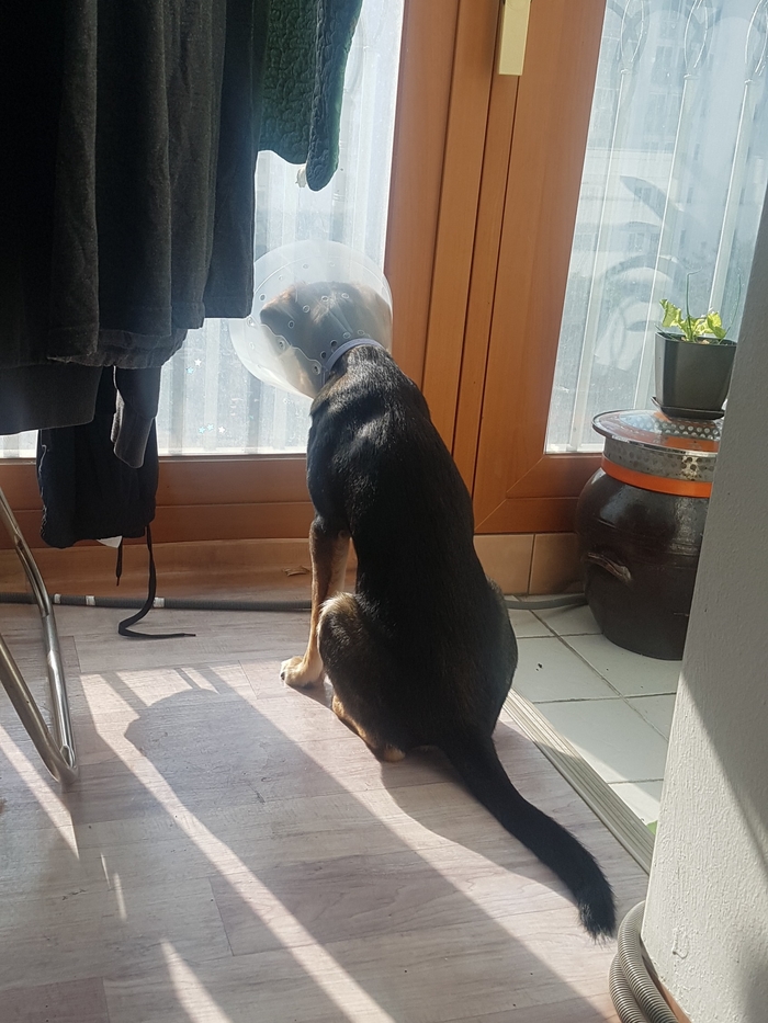 까미(멍돌이)랑 벌써 세 달