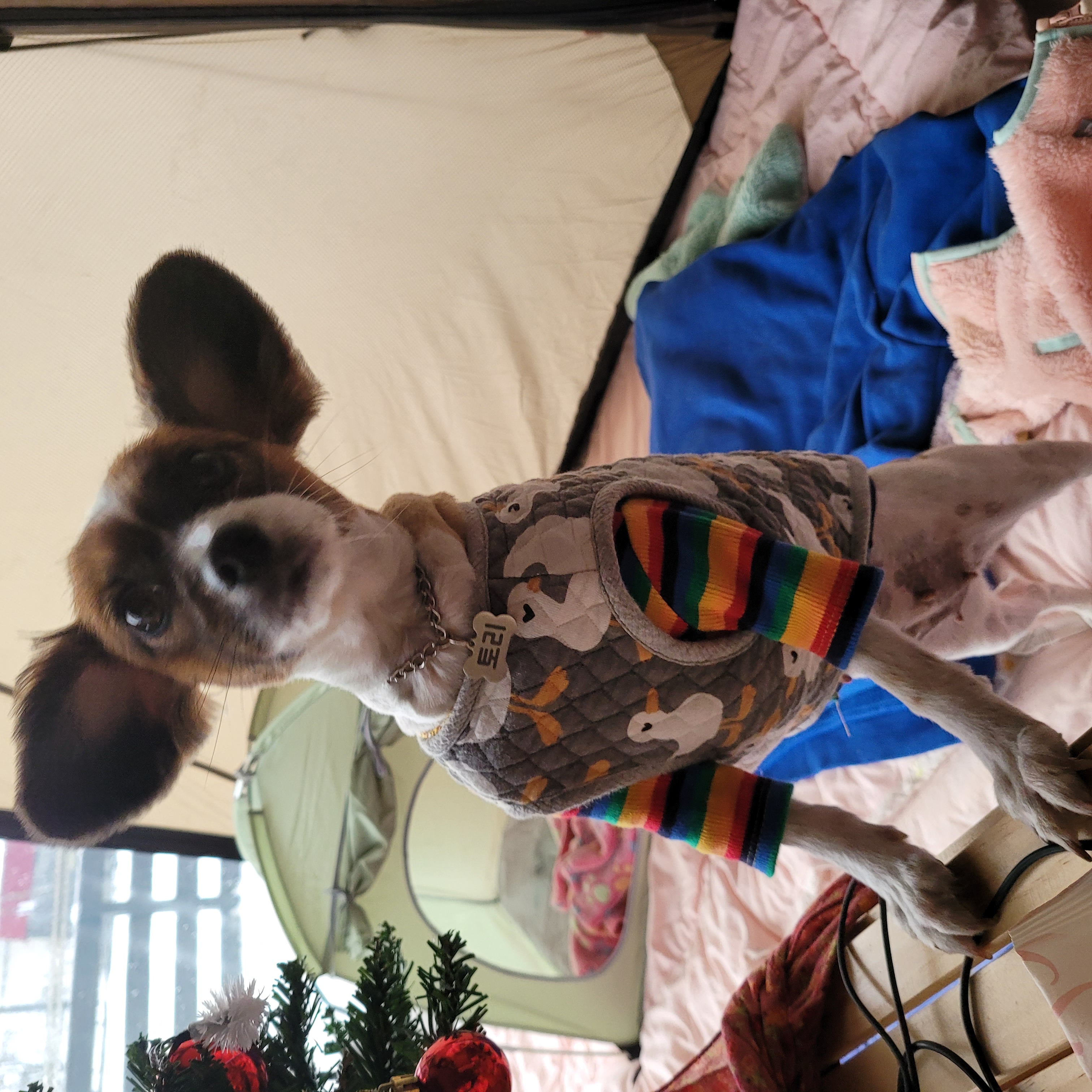 토리3개월후입니당 (은하)