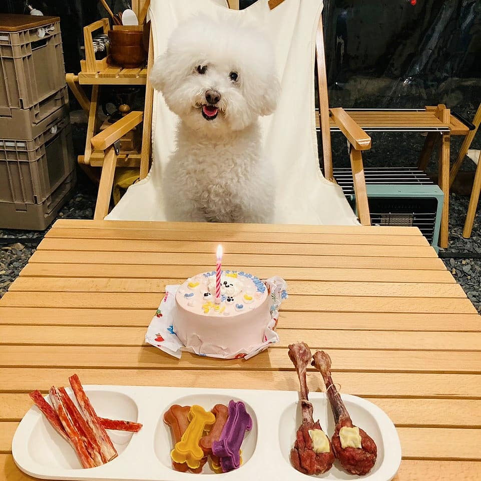 말랑이가 우리 가족이 된지 일년이 됐어요