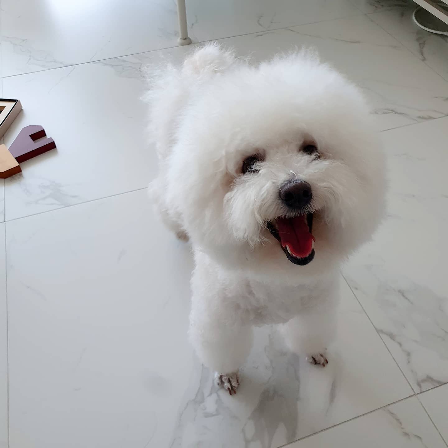 말랑이가 우리 가족이 된지 일년이 됐어요