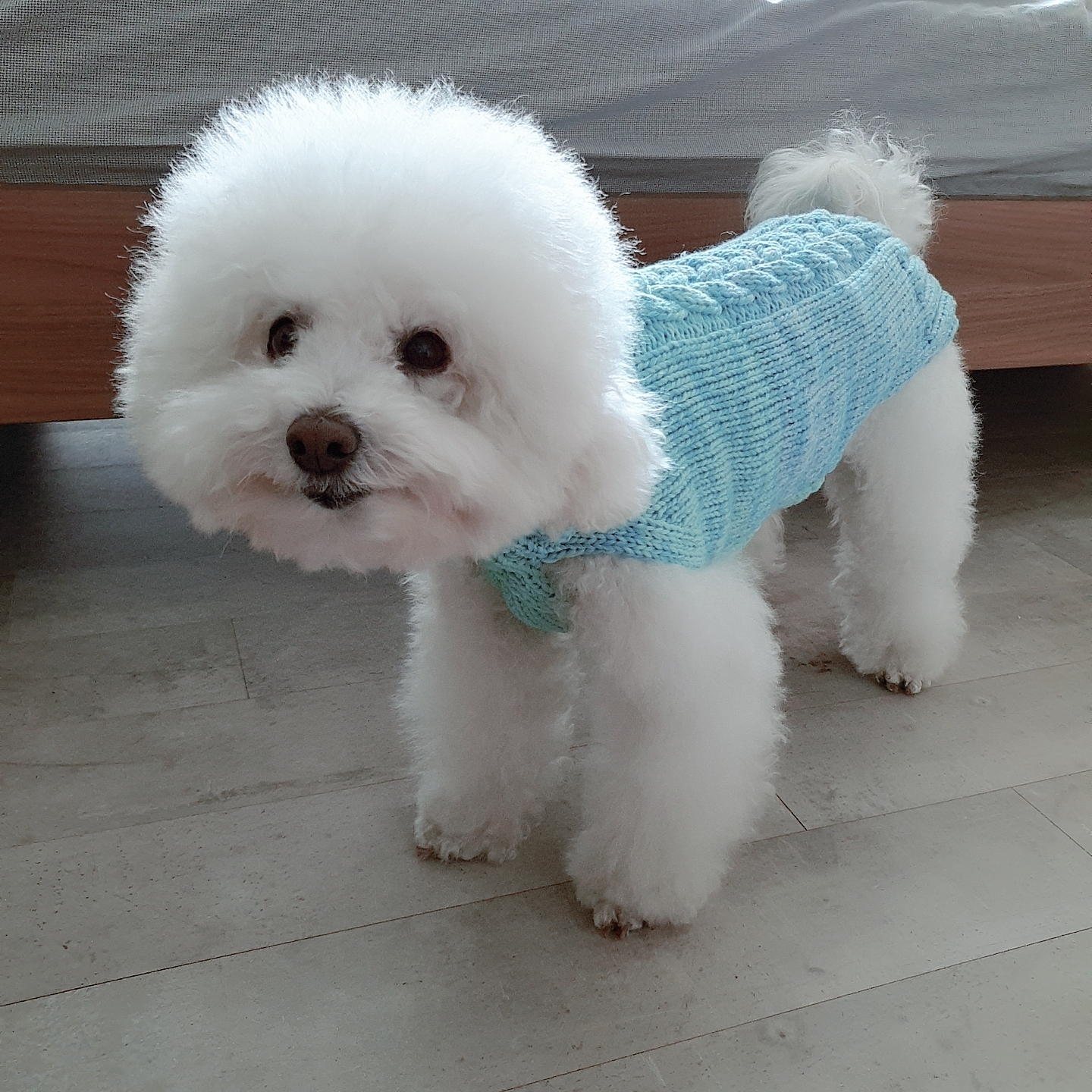 말랑이가 우리 가족이 된지 일년이 됐어요