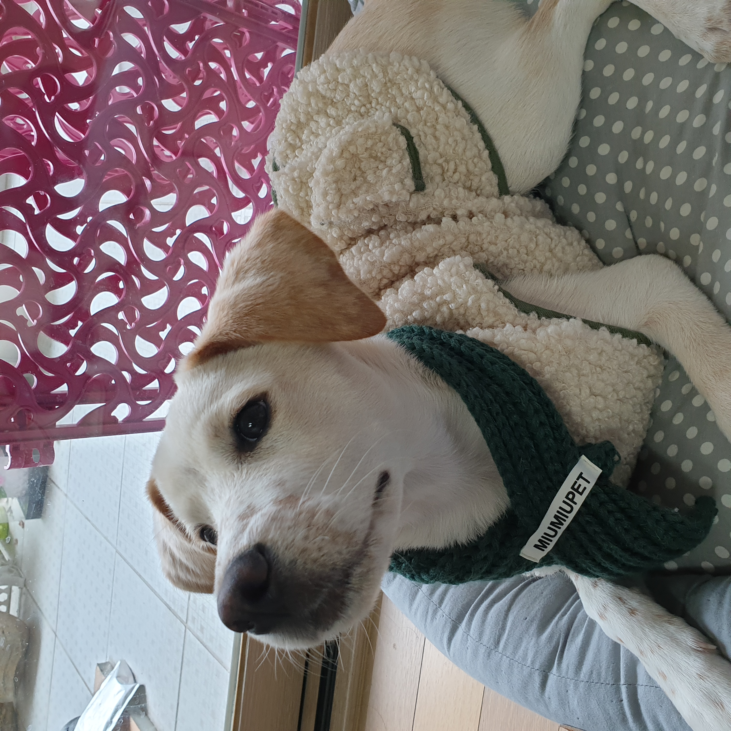 구멍구 현 아토 우리집 온지 3개월