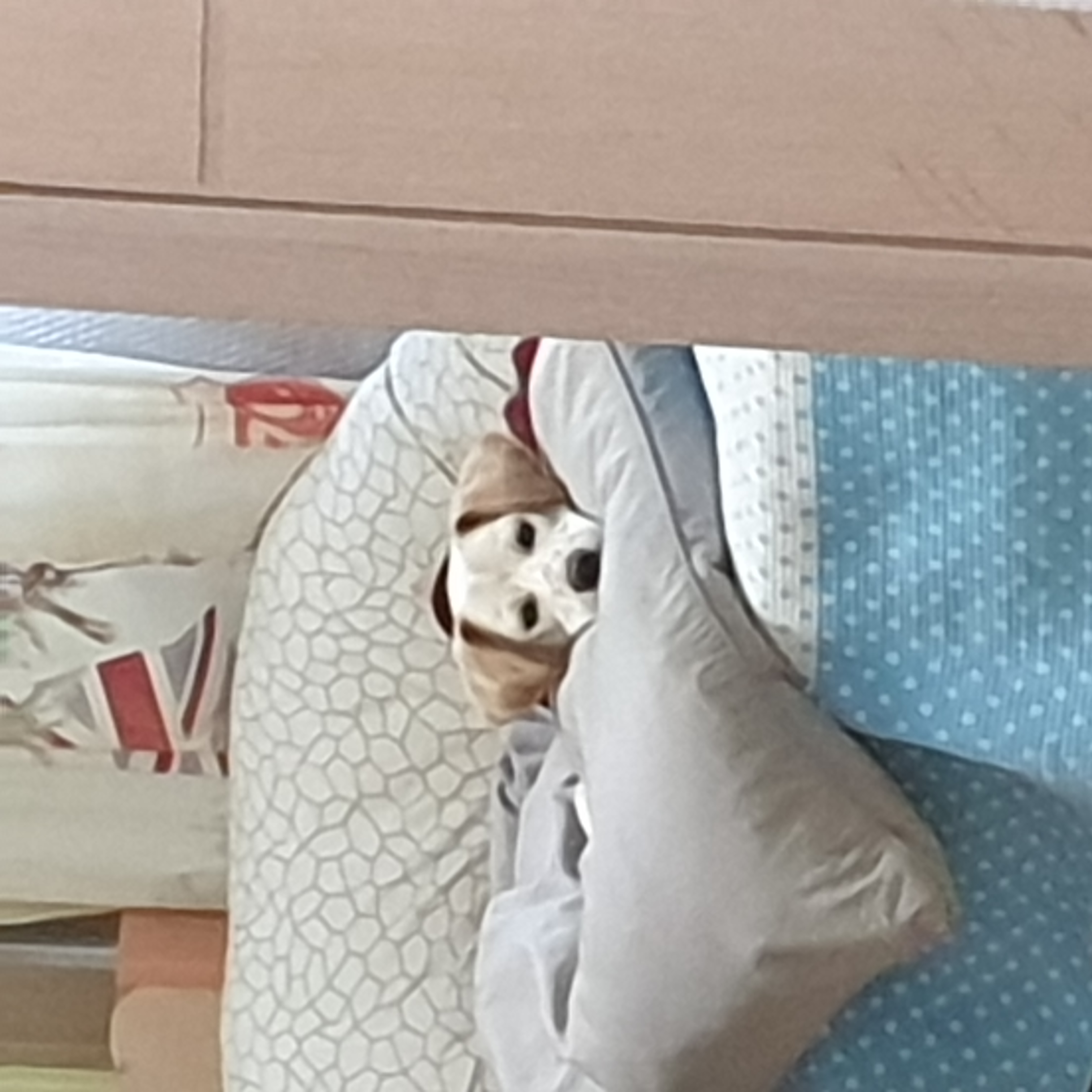 구멍구 현 아토 우리집 온지 3개월