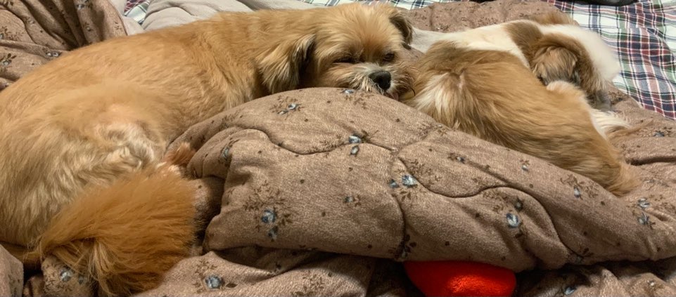 코라(코코) 입양후 1년♡