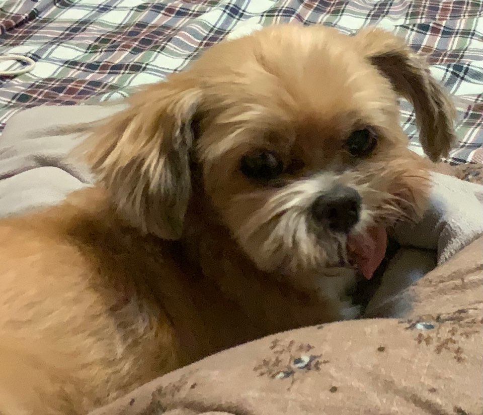 코라(코코) 입양후 1년♡