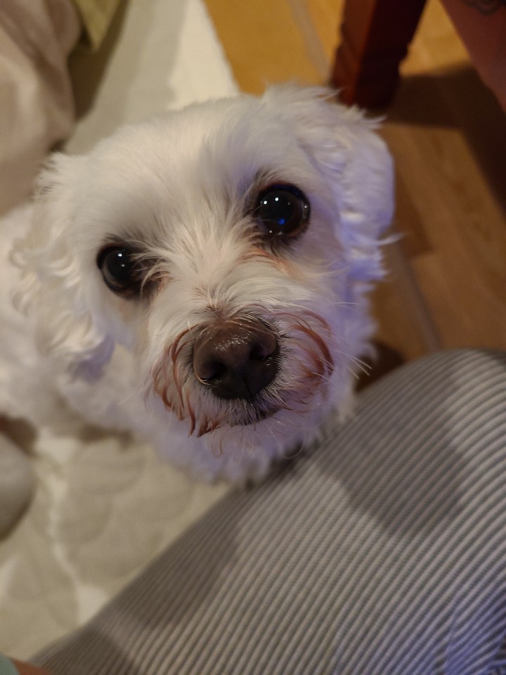 다니 (비단이) 소식 올립니다