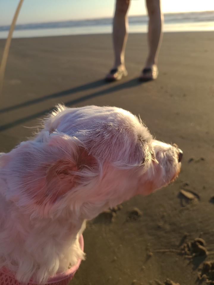 다니 (비단이) 소식 올립니다