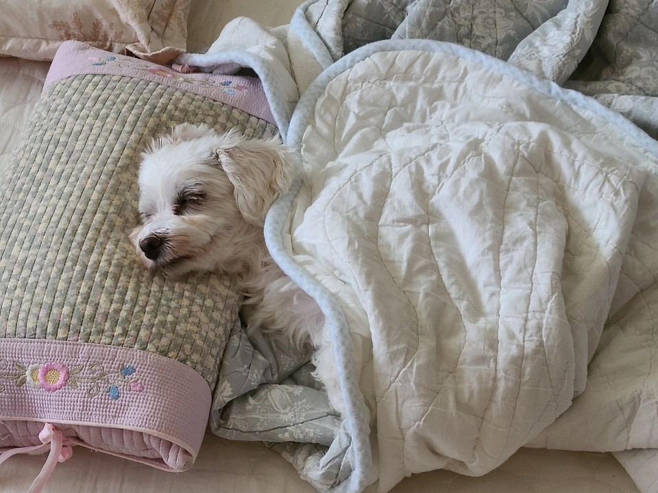 다니 (비단이) 소식 올립니다