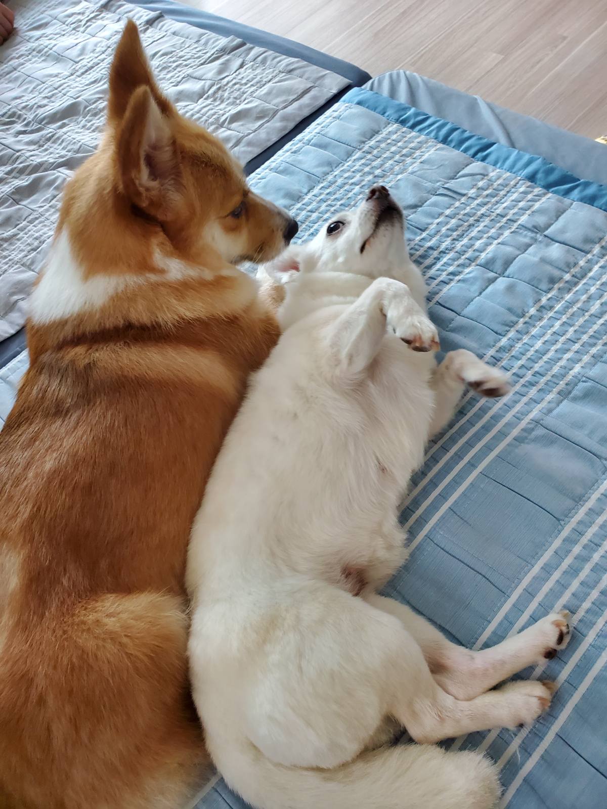 엘리스 입양 축하해! 흰자도^^