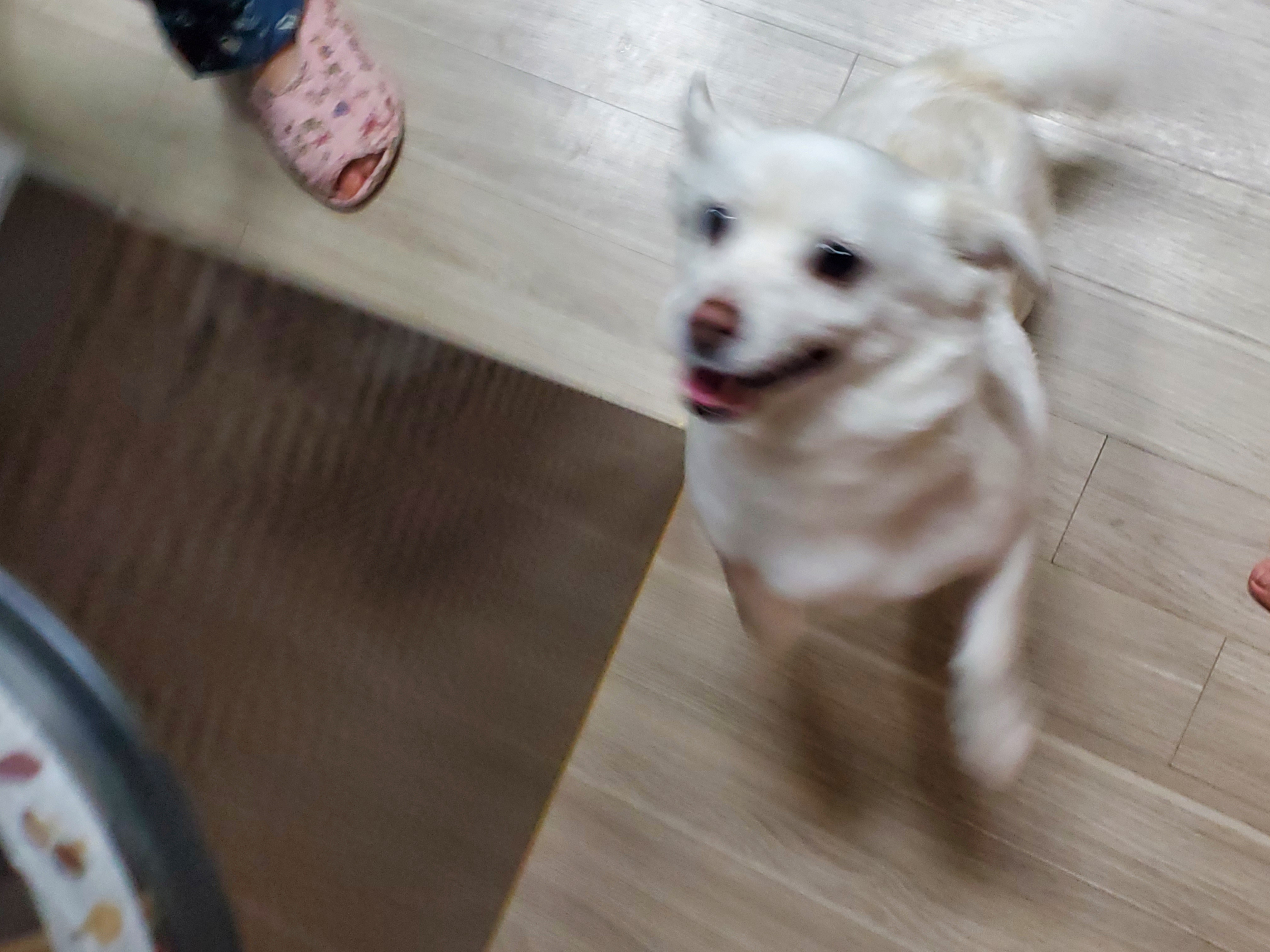 엘리스 입양 축하해! 흰자도^^