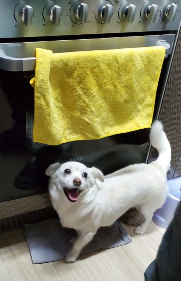 엘리스 입양 축하해! 흰자도^^