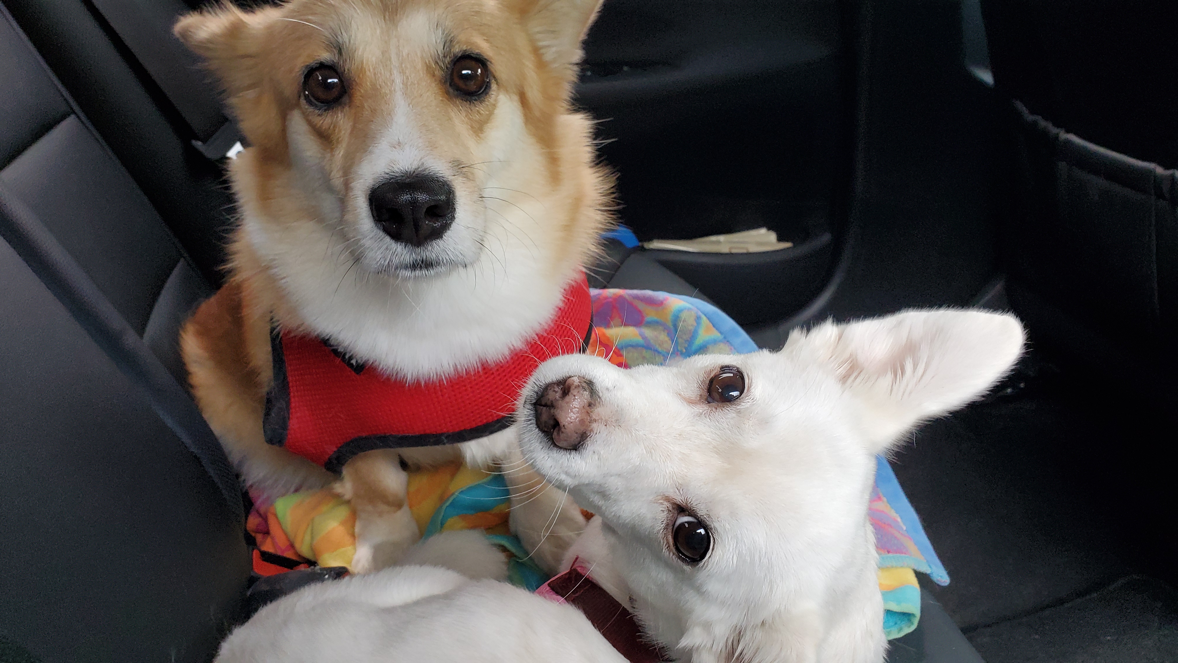 엘리스 입양 축하해! 흰자도^^