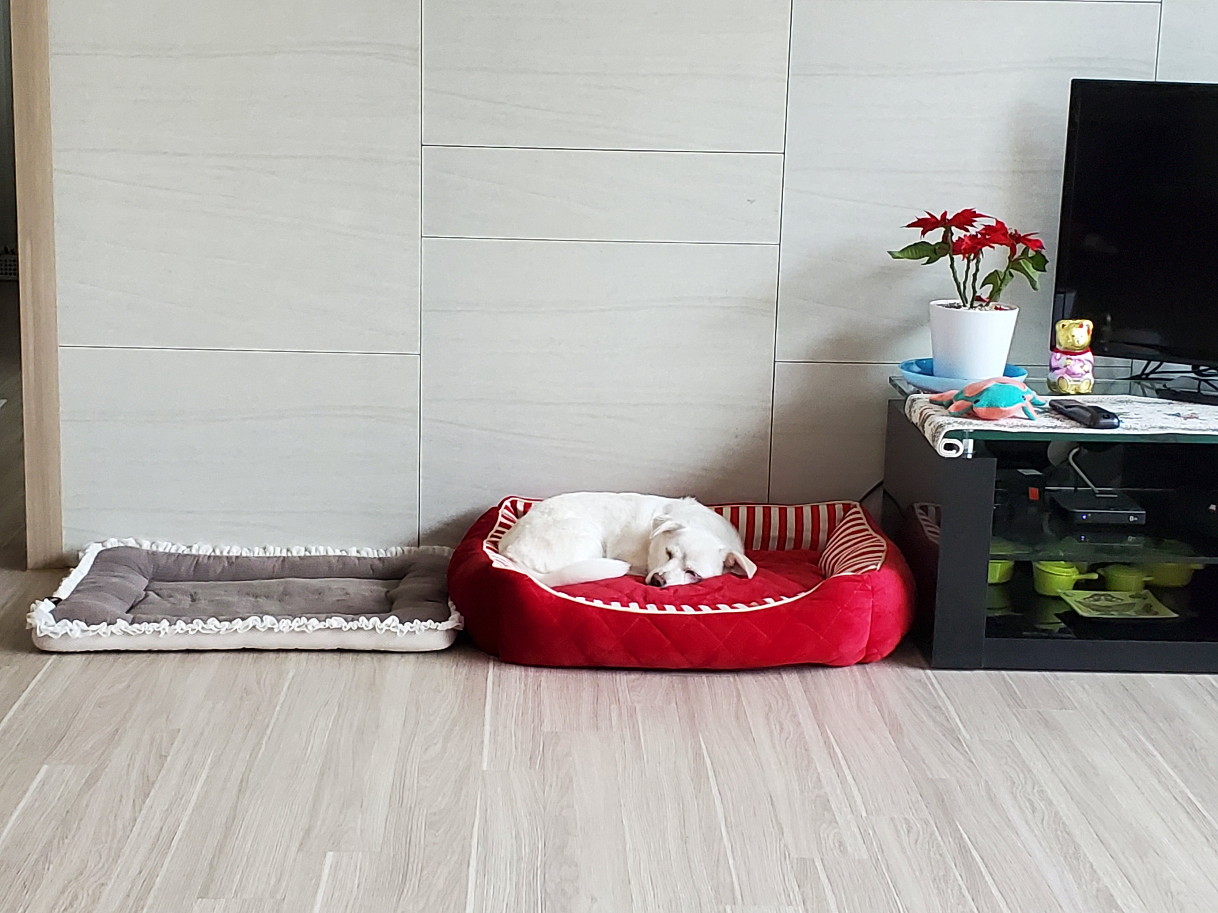 엘리스 입양 축하해! 흰자도^^