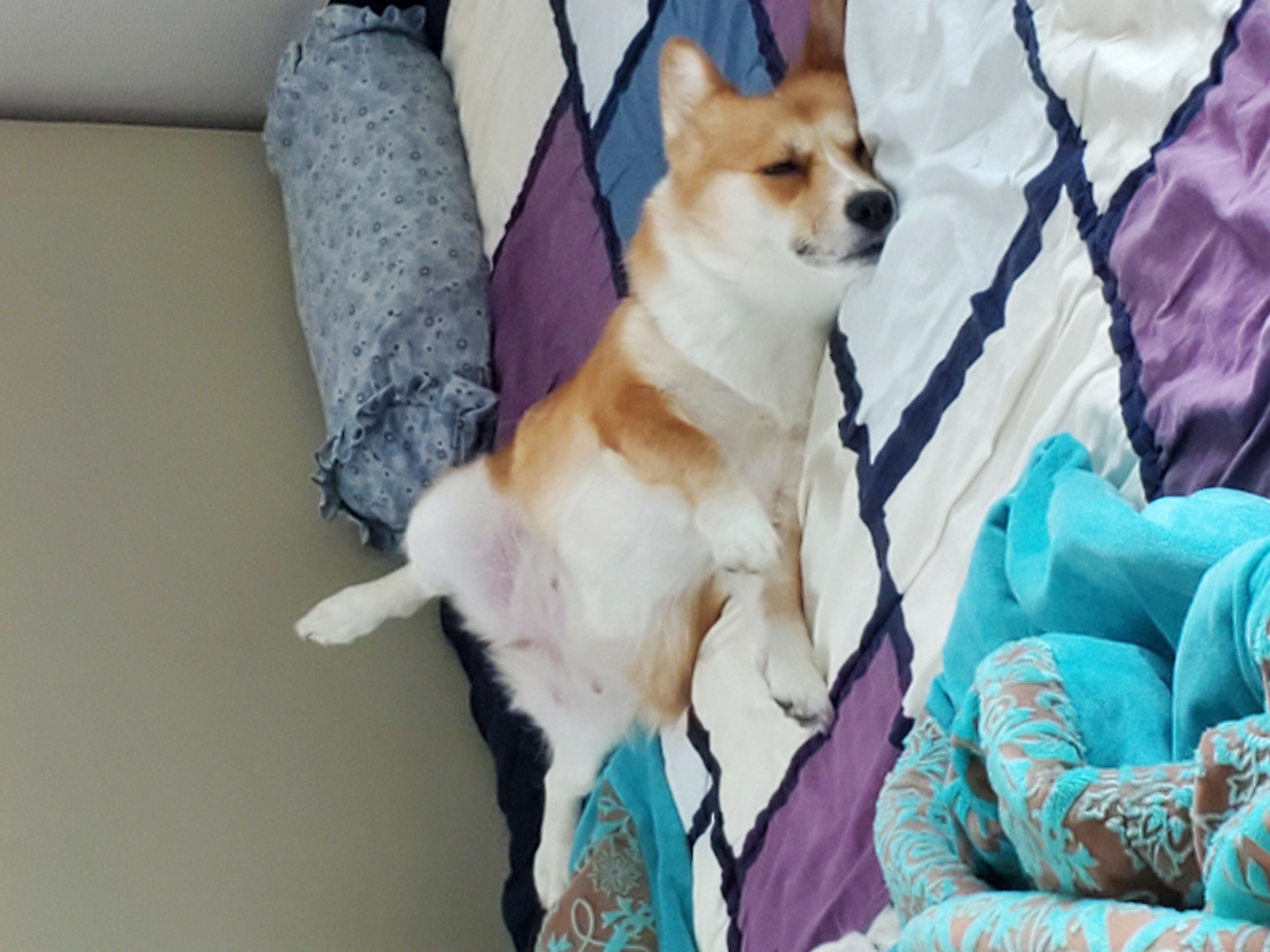 엘리스 입양 축하해! 흰자도^^