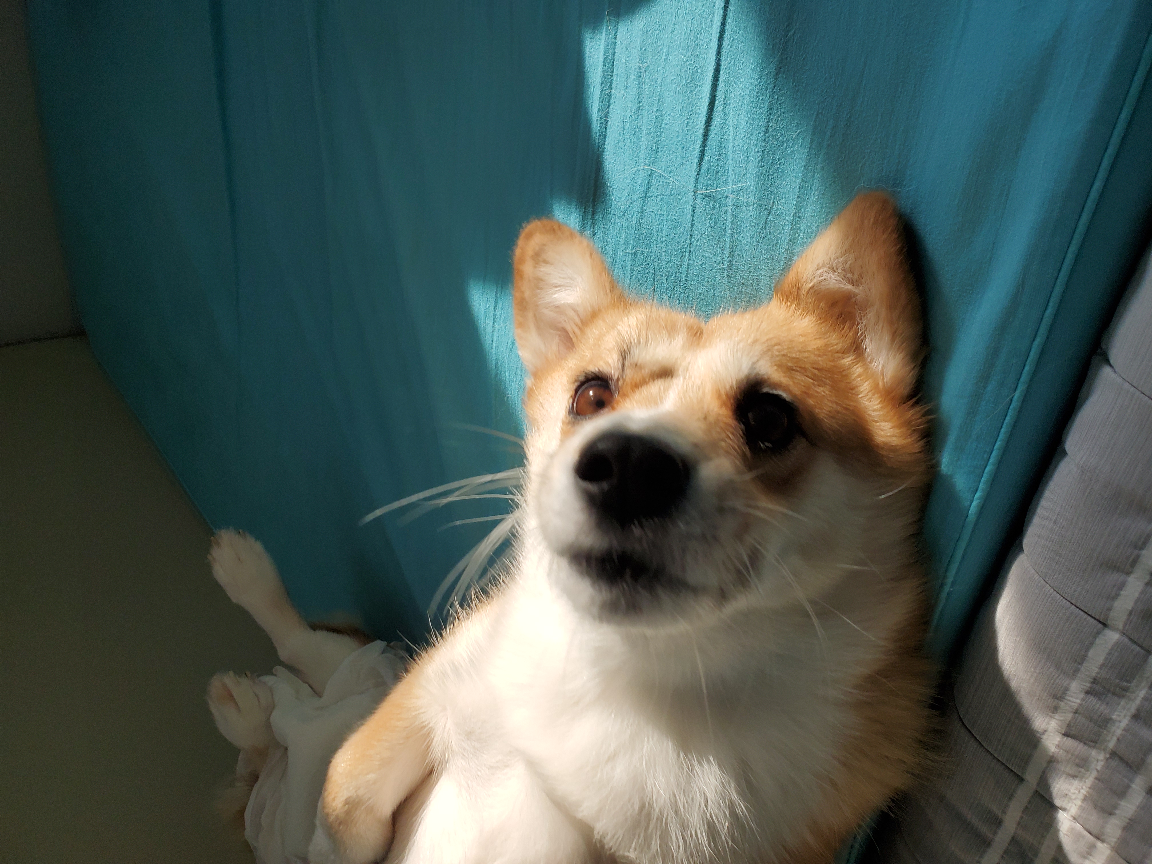 엘리스 입양 축하해! 흰자도^^