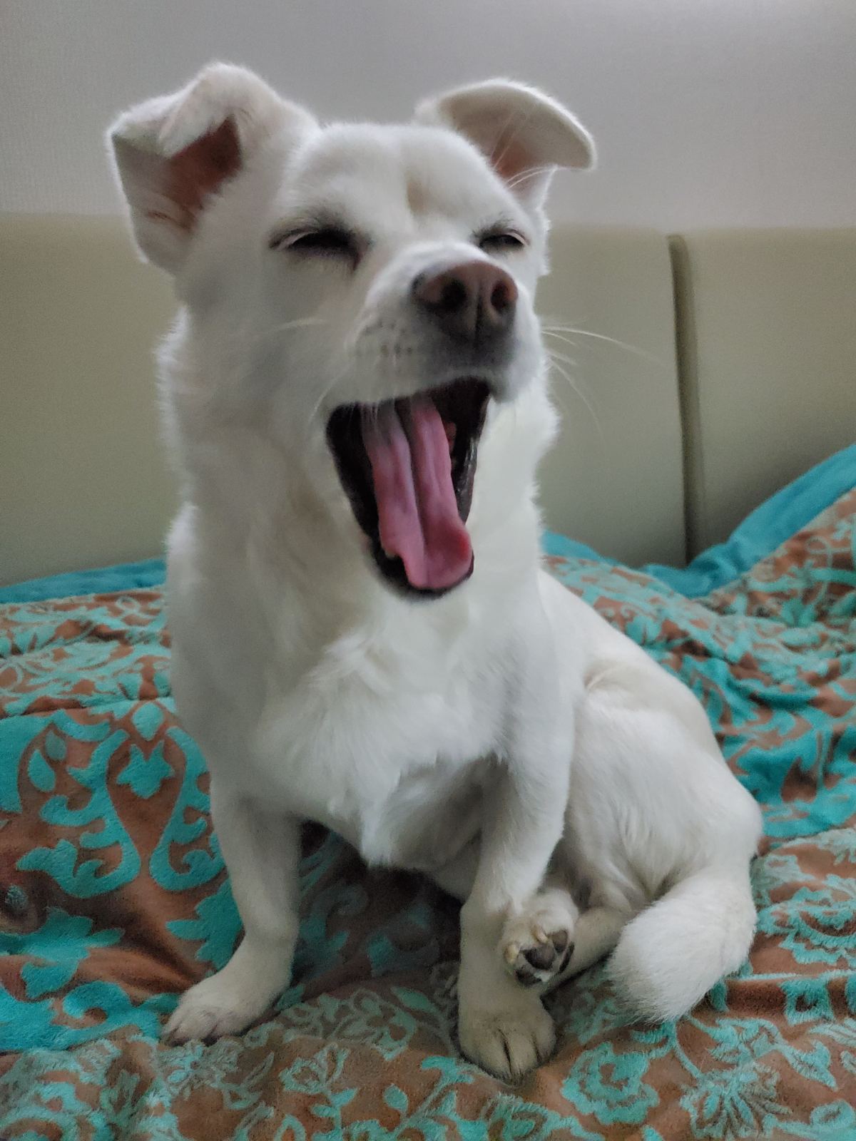 엘리스 입양 축하해! 흰자도^^