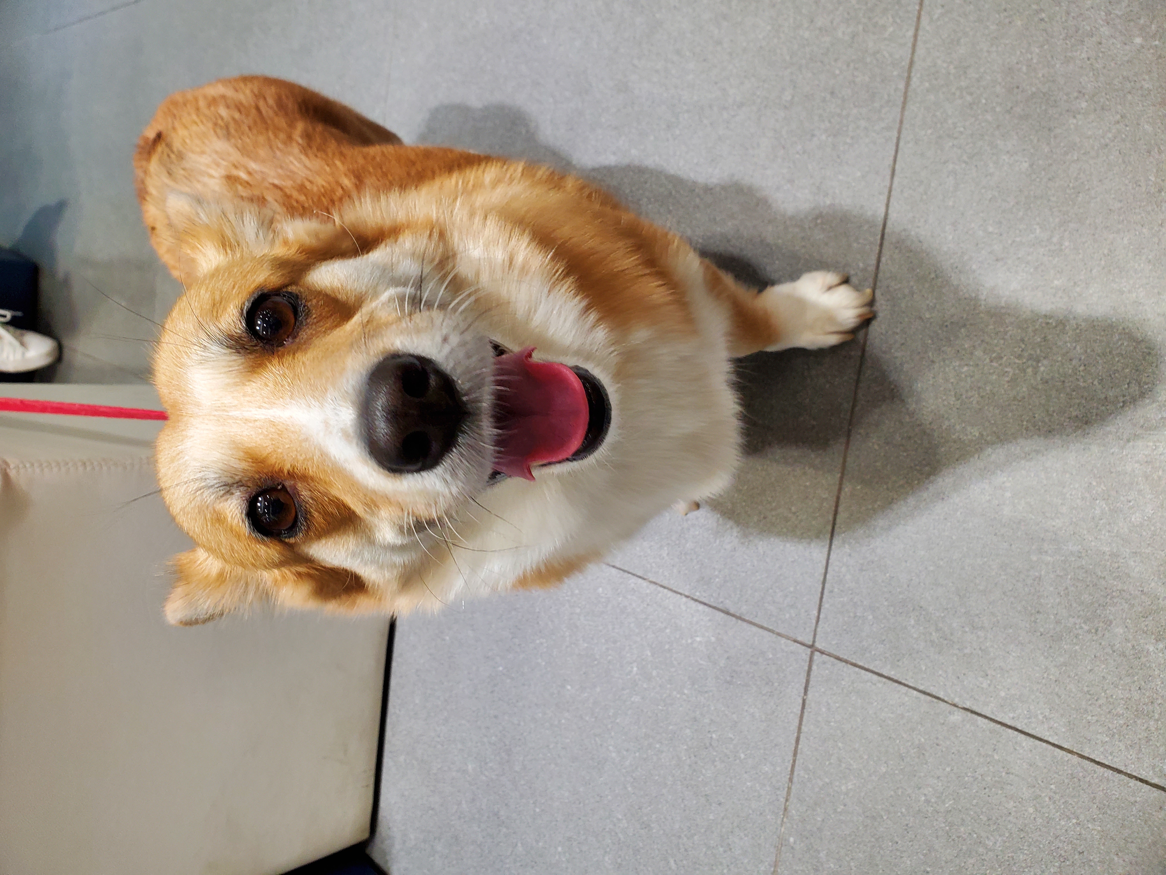 엘리스 입양 축하해! 흰자도^^